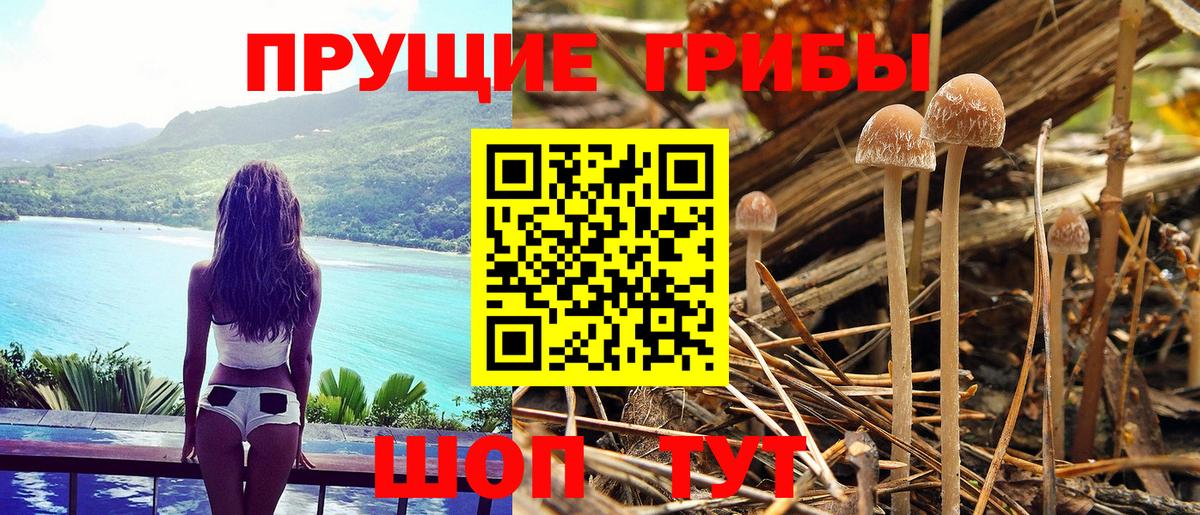 Александров  сколько стоит  Вход с VPN  Псилоцибиновые грибы прущие грибы  Псилоцибиновые грибы мицелий 